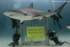 SharkSanctuary