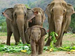 elephantsinwild