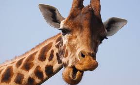 giraffe